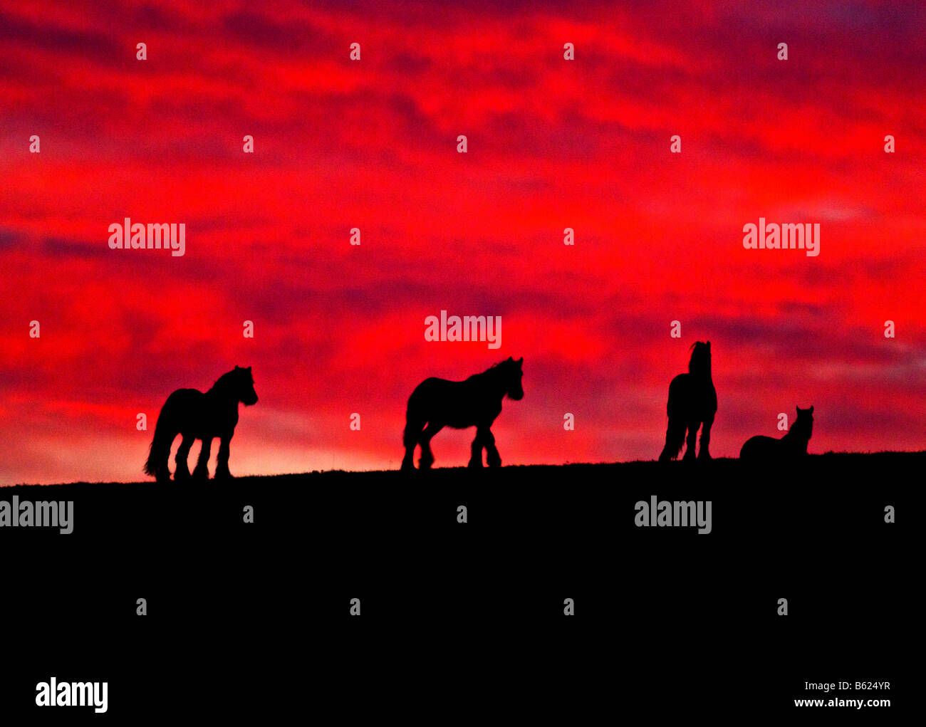 Cavalli sulla skyline al tramonto non è Altered digitalmente immagine Foto Stock