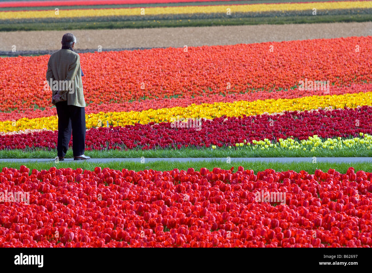 Paesi Bassi Zuid Holland Lisse Uomo in mezzo campo di tulipani Foto Stock