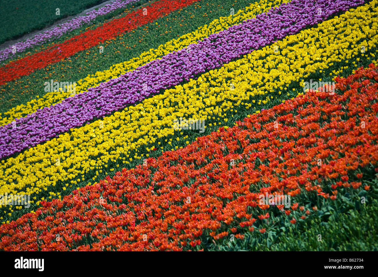 Paesi Bassi Zuid Holland Lisse campo di tulipani Foto Stock