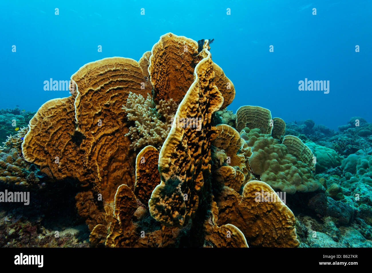 Coral reef di corallo di fuoco (Millepora platyphyllia), Isola Selayar, costa Ovest, Sud Sulawesi, Indonesia, il mare di Giava, Indian Oc Foto Stock