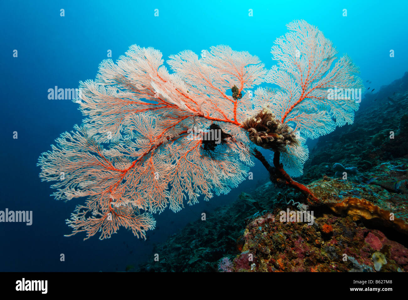 Corallo rosso di ventole in una barriera corallina, avvisatore acustico Coral (Melithea ochracea), Nero Crinoide, giglio di mare o giù-star (Oxycomanthus bennetti) Foto Stock