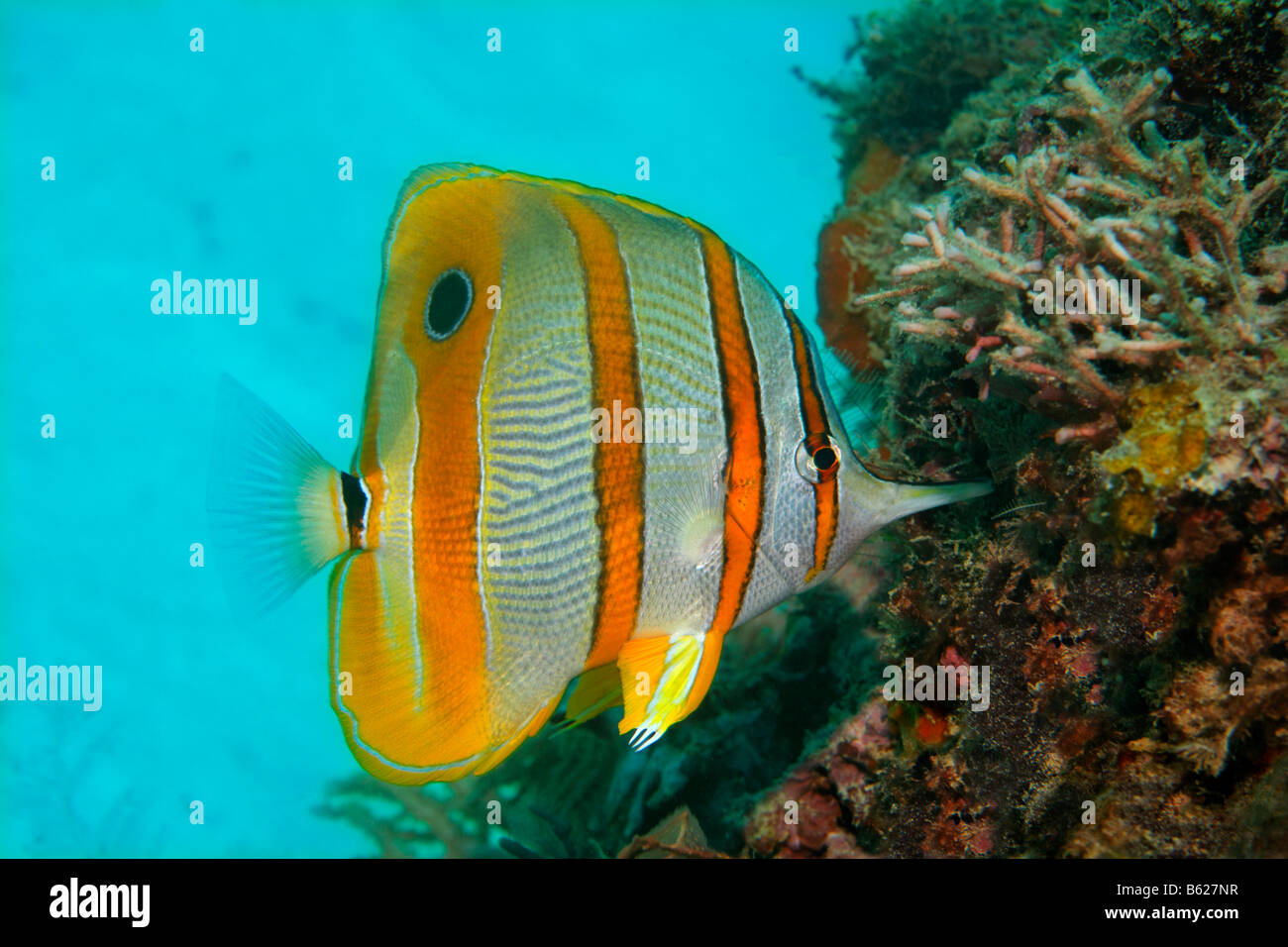 Copperband Butterflyfish o becco Coralfish (Chelmon rostratus), beccare cibo, Selayar isola, costa Ovest, Sud di Sulawesi, Indon Foto Stock