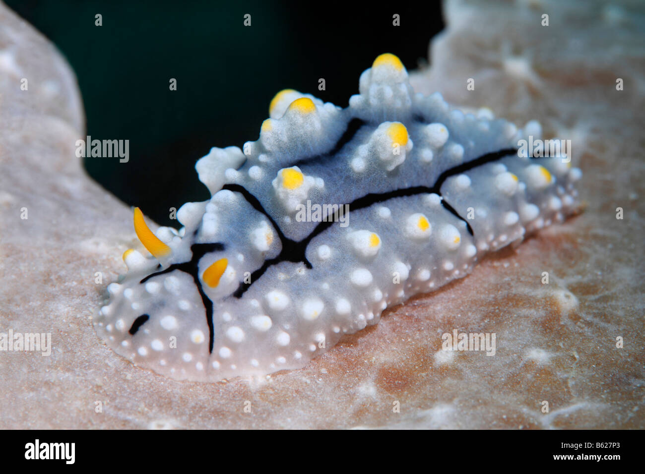 Sea Slug (Phyllidia elegans), su una spugna, Selayar Isola, West Coast, Sulawesi meridionale, Indonesia, Java mare oceano Indiano Foto Stock