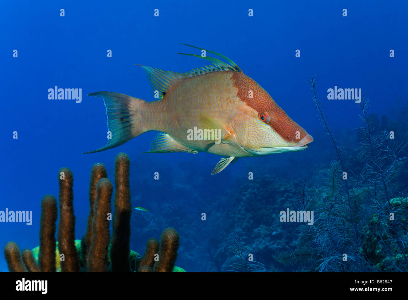 Hogfish (Lachnolaimus maximus), di fianco, di fronte a una barriera corallina, Half Moon Caye, Lighthouse Reef, Turneffe Atoll, Beliz Foto Stock