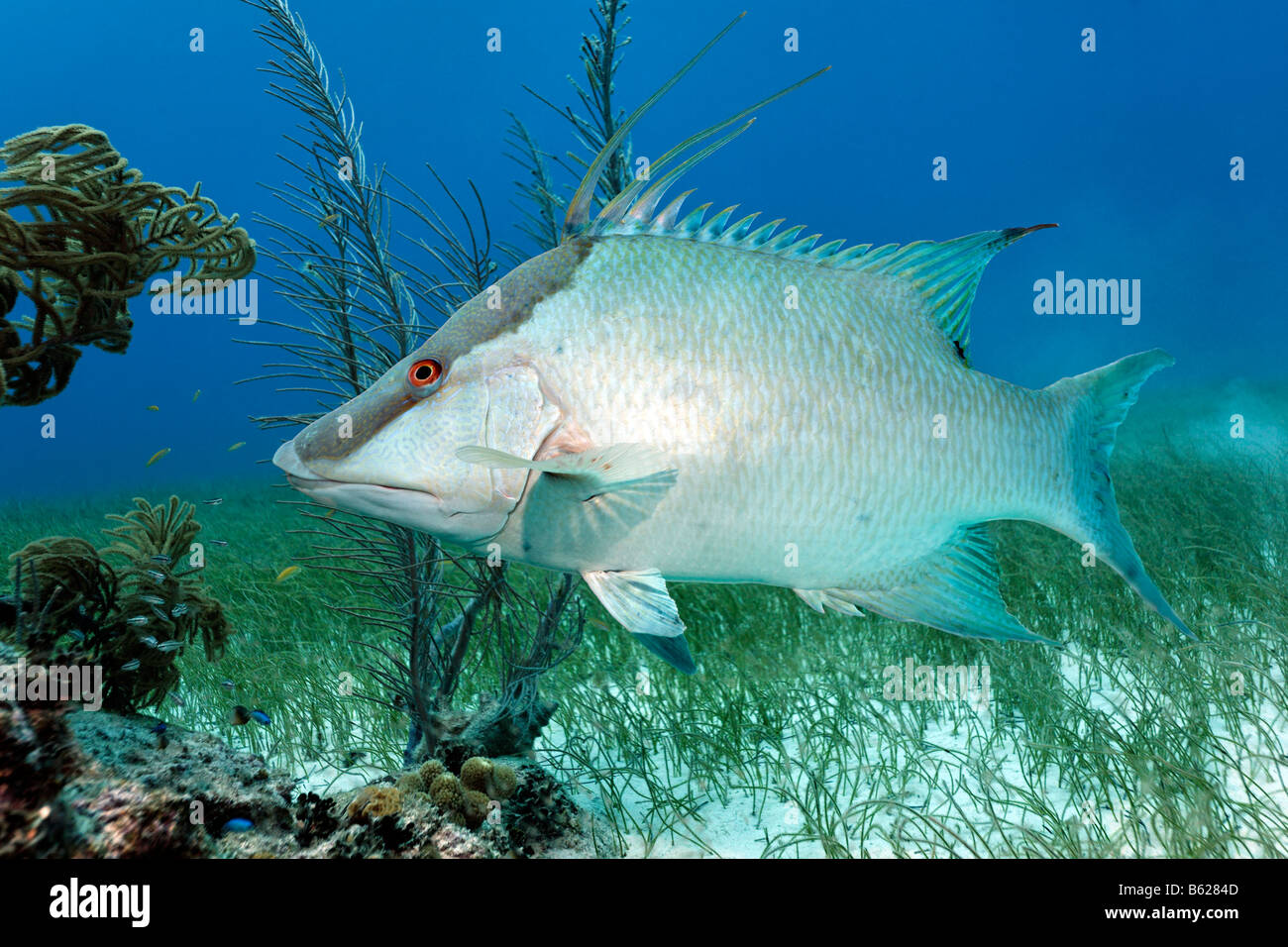 Hogfish (Lachnolaimus maximus), di fianco al di sopra di un prato di alghe, Half Moon Caye, Lighthouse Reef, Turneffe Atoll, Beli Foto Stock