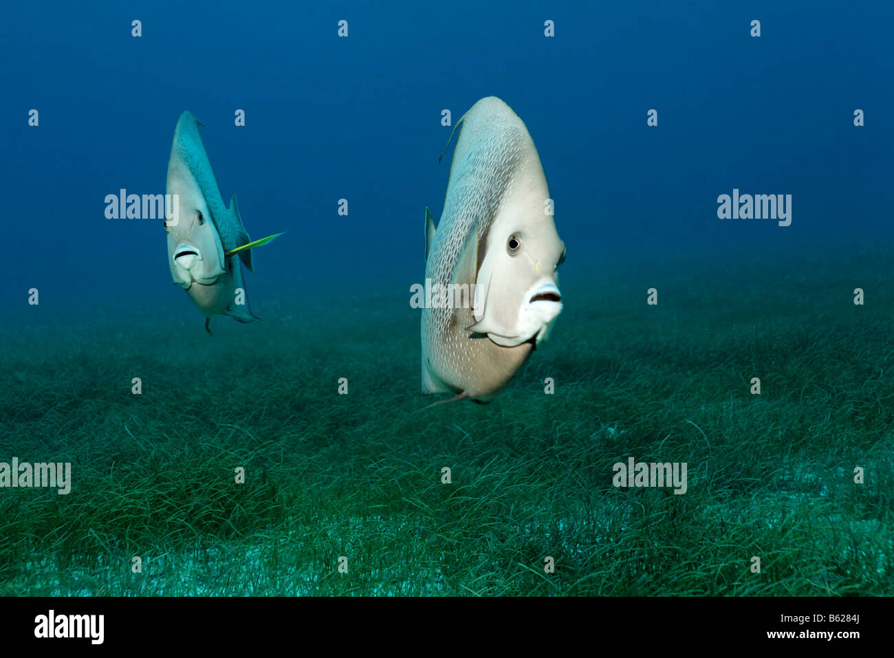 Grigio angelfish (Pomacantus arcuatus) dalla parte anteriore, nuoto al di sopra di un prato di alghe marine, Half Moon Caye, Lighthouse Reef, Turneffe Foto Stock