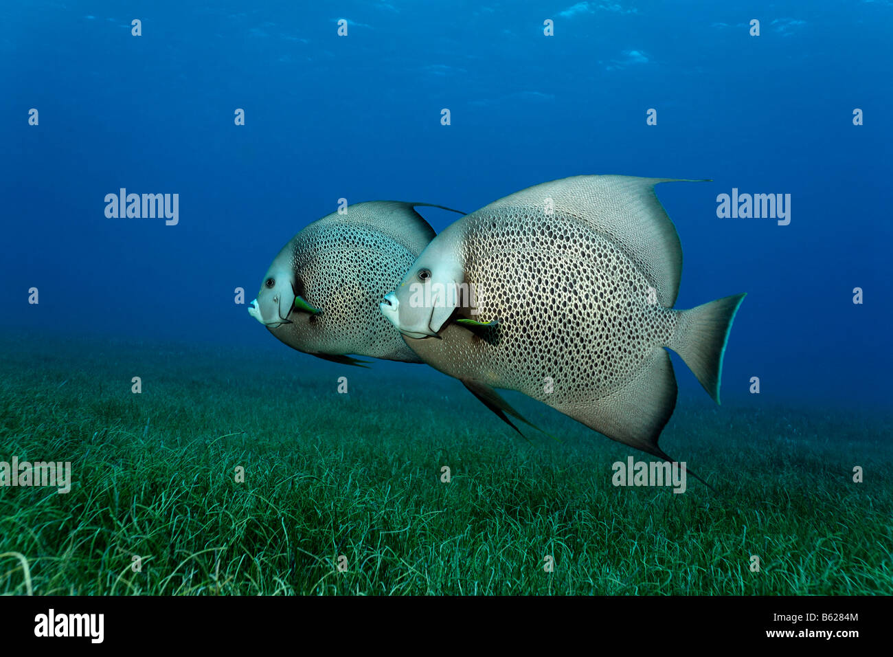 Grigio angelfish (Pomacantus arcuatus) dal lato, nuoto al di sopra di un prato di alghe marine, Half Moon Caye, Lighthouse Reef, Turneffe Foto Stock