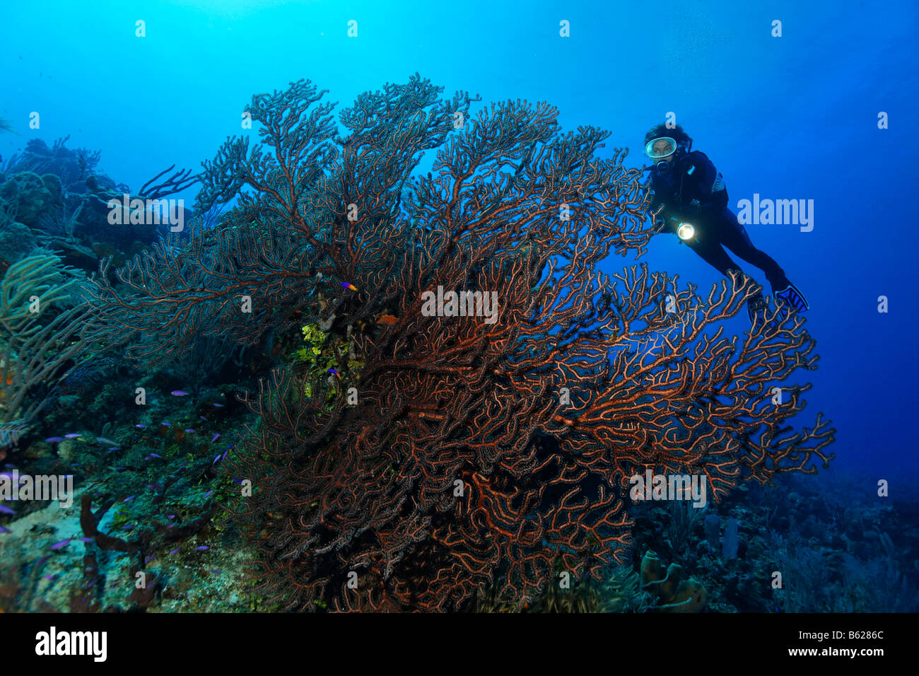 Sommozzatore guardando Deep-acqua mare-ventola (Iciligorgia schrammi) in una barriera corallina, Turneffe Atoll, Belize, America Centrale e Caraibi Foto Stock