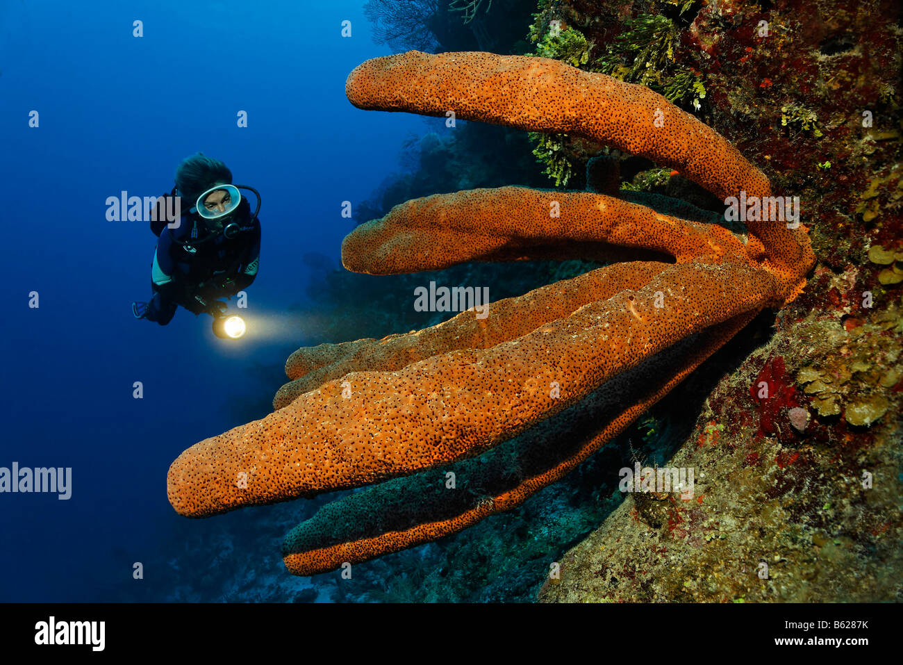 Sub femmina con una lampada guardando un meraviglioso esempio di un tubo marrone (spugna Agelas conifera) su una scogliera in un corallo ree Foto Stock