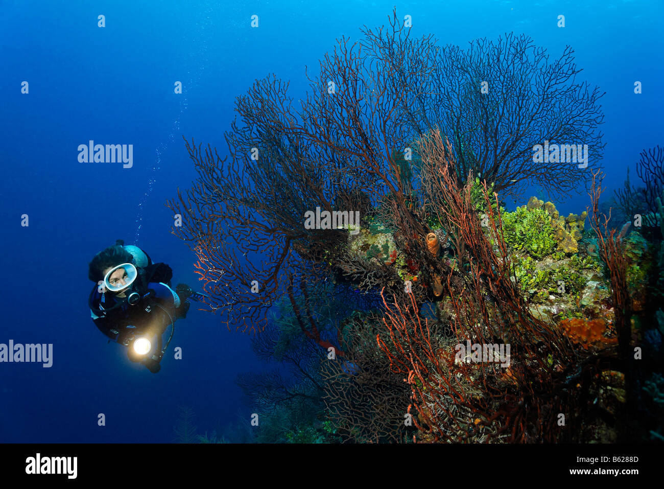 Sub femmina con una lampada guardando un profondo-acqua mare fan (Iciligorgia schrammi) su una pendenza ripida scogliera di corallo, Hopkins, Dangr Foto Stock