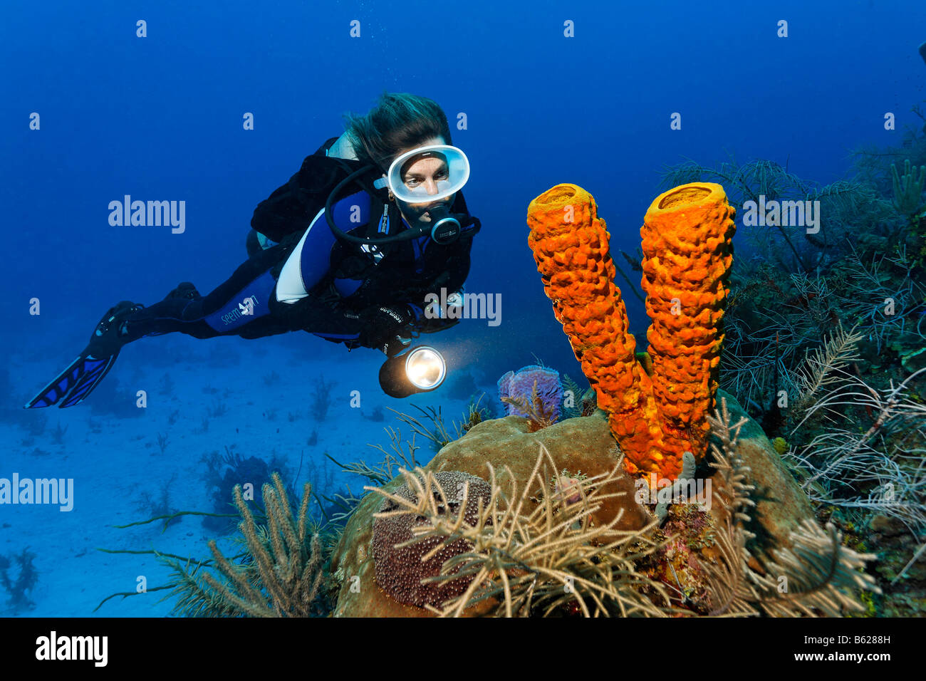 Sub femmina con una lampada guardando un tubo giallo spugna (Aplysina fistularis) in una barriera corallina, Hopkins, Dangria, Belize, Centr Foto Stock