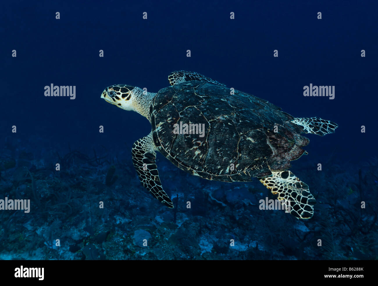 Genuine tartaruga embricata (Eretmochelys imbricata) nuotare in acque blu in alto sopra una barriera corallina, Hopkins, Dangria, Belize, Cen Foto Stock