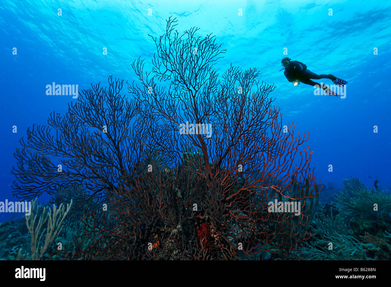 Sub femmina con una lampada di nuoto in alto al di sopra di un free-standing profondo-acqua mare fan (Iciligorgia schrammi) in una barriera corallina, Hopkins Foto Stock