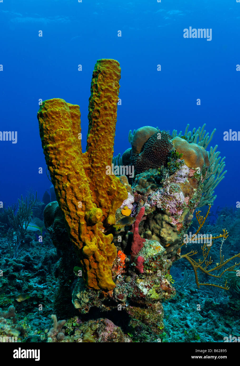 Piccolo, multi-colore blocco di corallo con svariati tipi di spugne e coralli, tubo giallo spugna (Aplysina fistularis), Hopkins, Dangria, Foto Stock