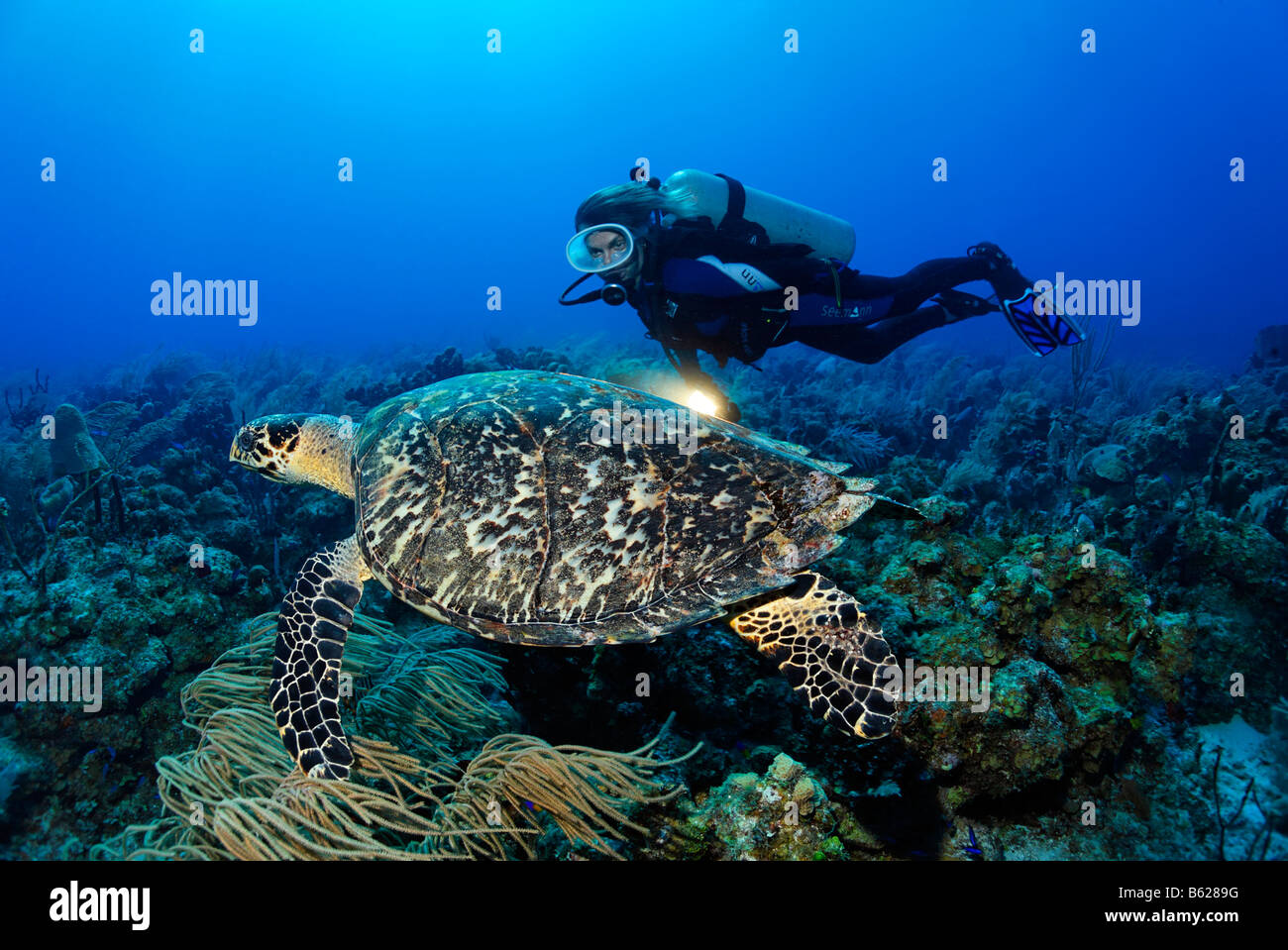 Sub femmina con una lampada osservando una vera tartaruga embricata (Eretmochelys imbricata) in una barriera corallina, Turneffe Atoll, Belize, Foto Stock