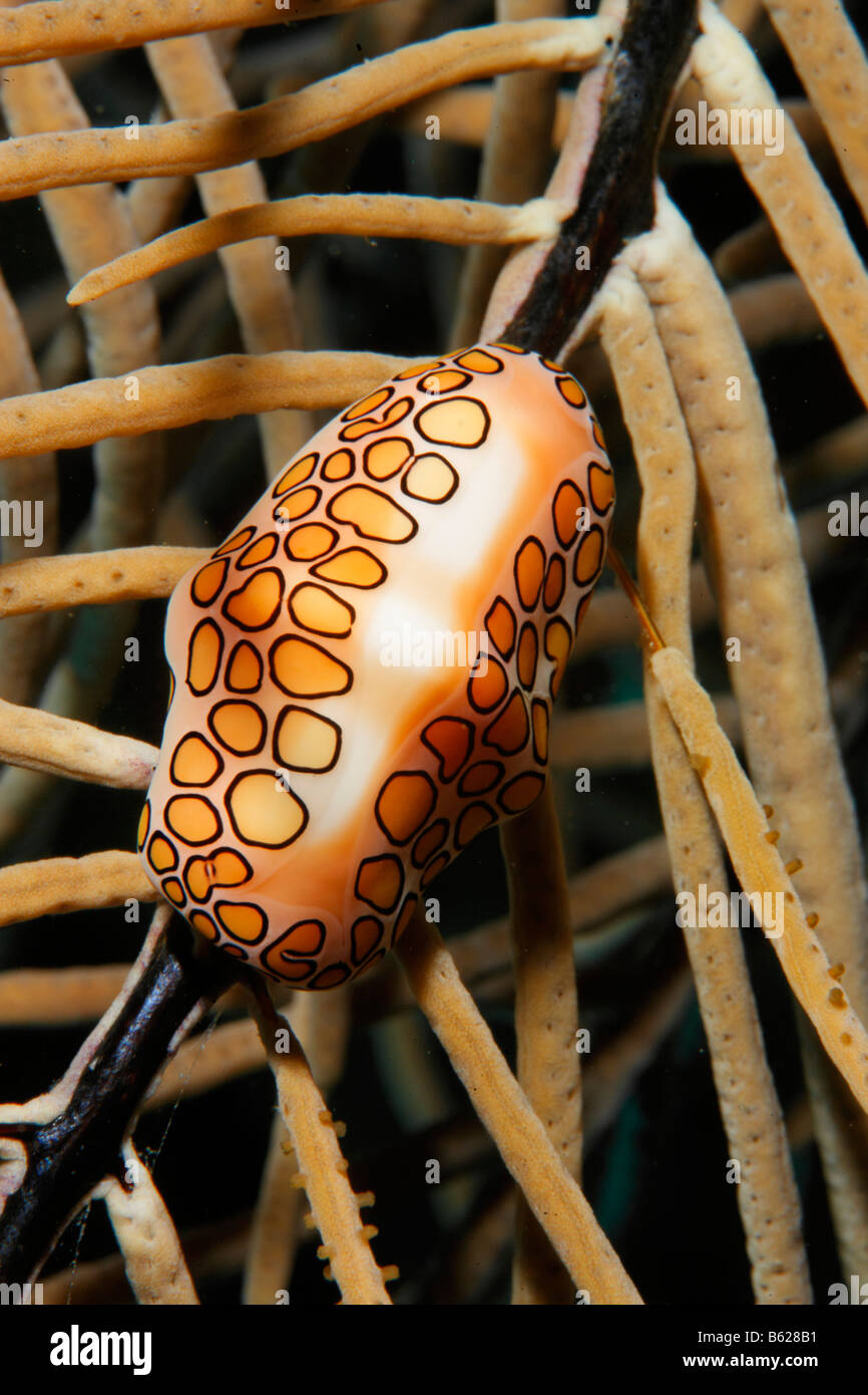 Ovulids, Cowry alleati o False Cowries (Cyphoma gibbosum) alimentazione su soft coral, barriera corallina, San Pedro, Ambergris Cay isola, Foto Stock