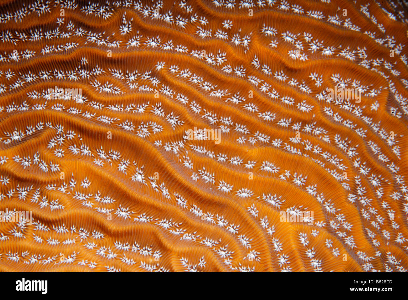 Dettaglio grafico di Graham Corallo frondoso (Agaricia grahamae), barriera corallina, San Pedro, Ambergris Cay Isola, Belize, Central Amer Foto Stock