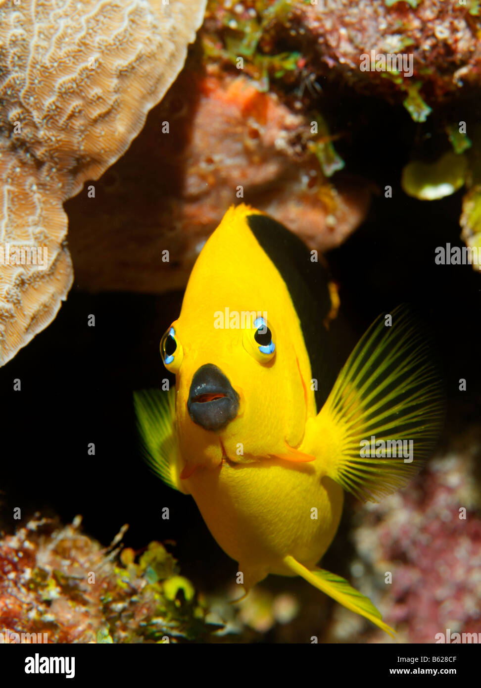 La bellezza di roccia (Holacanthus tricolore) nella parte anteriore di una bocchetta a lancia e la Barriera Corallina, San Pedro, Ambergris Cay Isola, Belize, Americ centrale Foto Stock