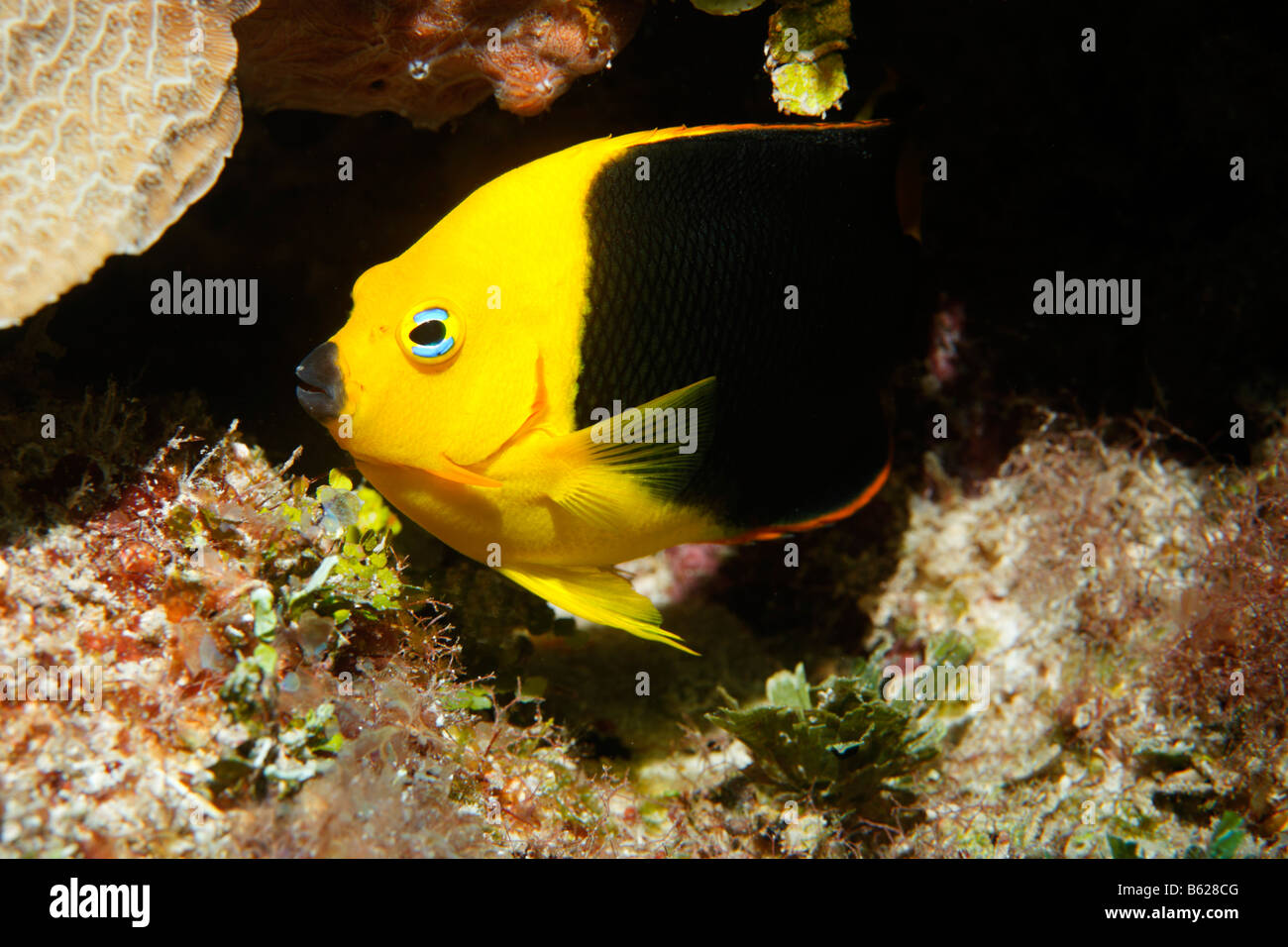 La bellezza di roccia (Holacanthus tricolore) nella parte anteriore di una bocchetta a lancia e la Barriera Corallina, San Pedro, Ambergris Cay Isola, Belize, Americ centrale Foto Stock