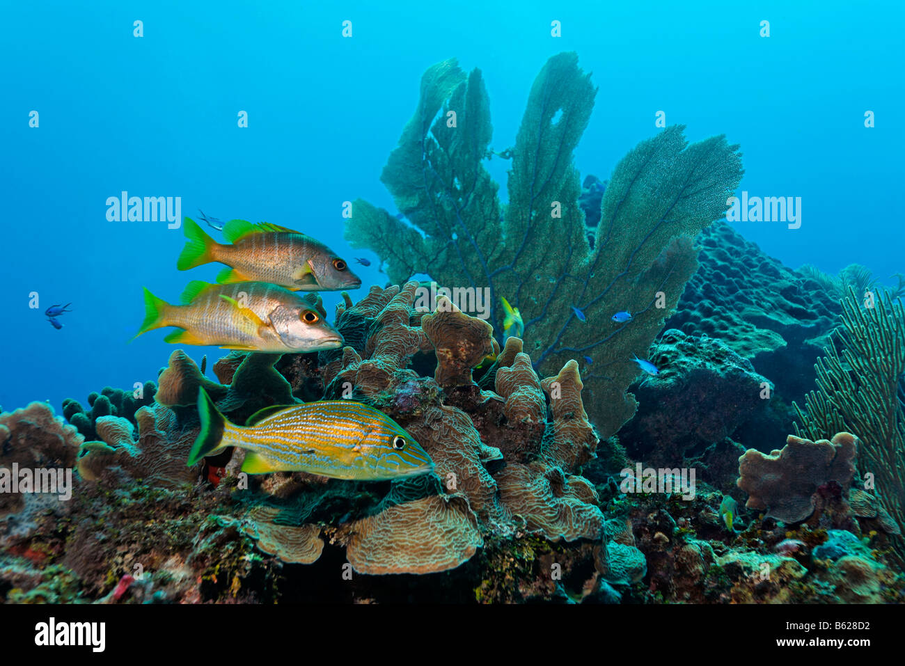 Grunt Bluestriped pesce (Haemulon sciurus) e due pedagogo Snapper pesce (Lutjanus apodus) nuotare in una barriera corallina, barriera Foto Stock
