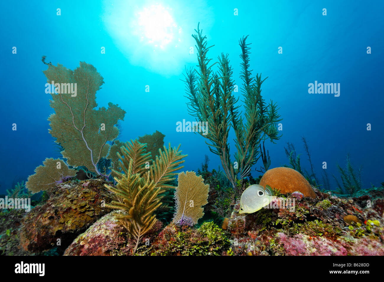 La luce del sole che splende attraverso acqua su un giardino di corallo crescente sul crinale di una barriera corallina, di cui quattro-eyed Butterflyfish o F Foto Stock