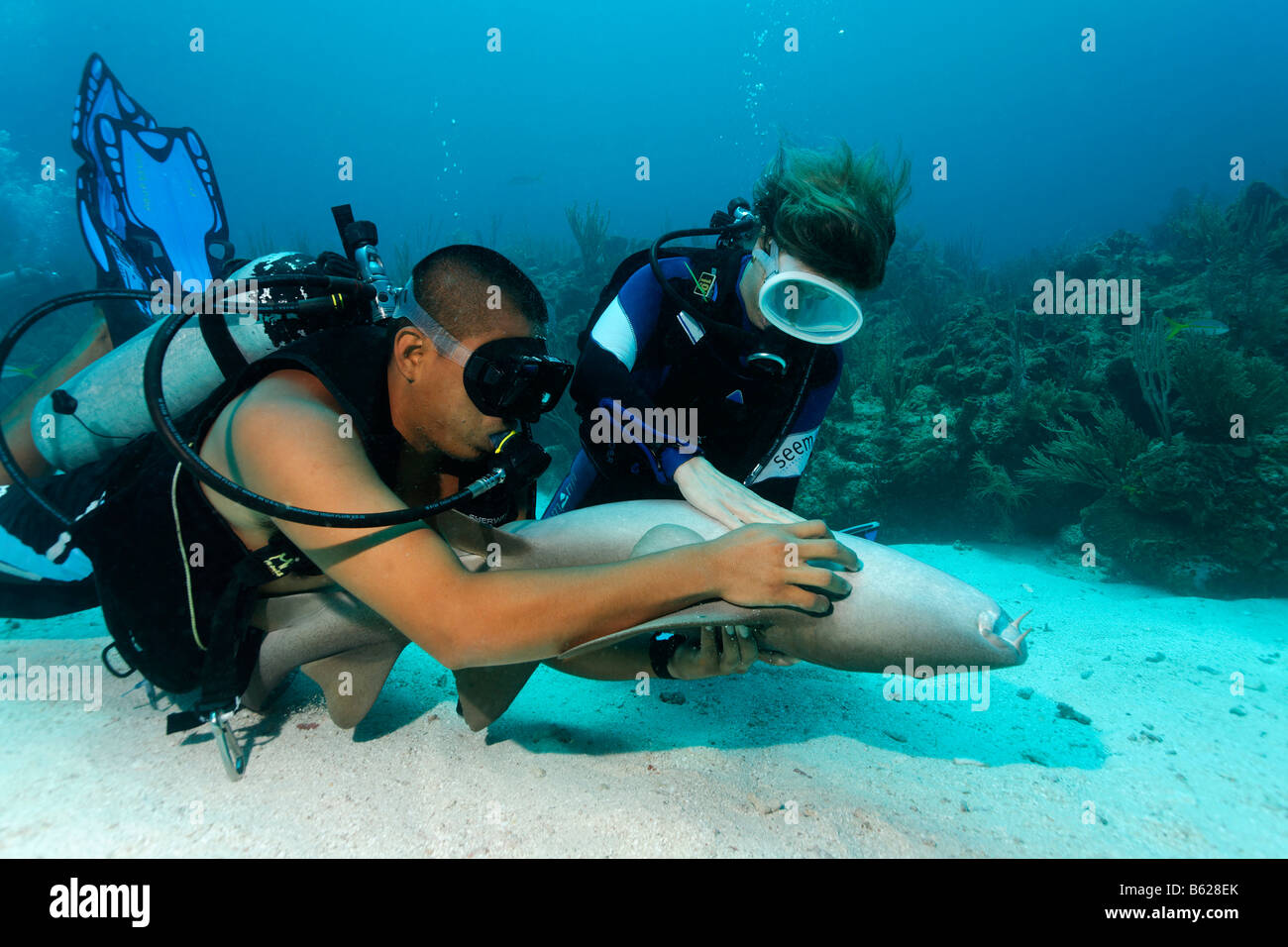 Subacqueo e la sua dive master che accarezzano il lato inferiore di un infermiere Shark (Ginglymostoma cirratum) in modo che provoca lo squalo Foto Stock