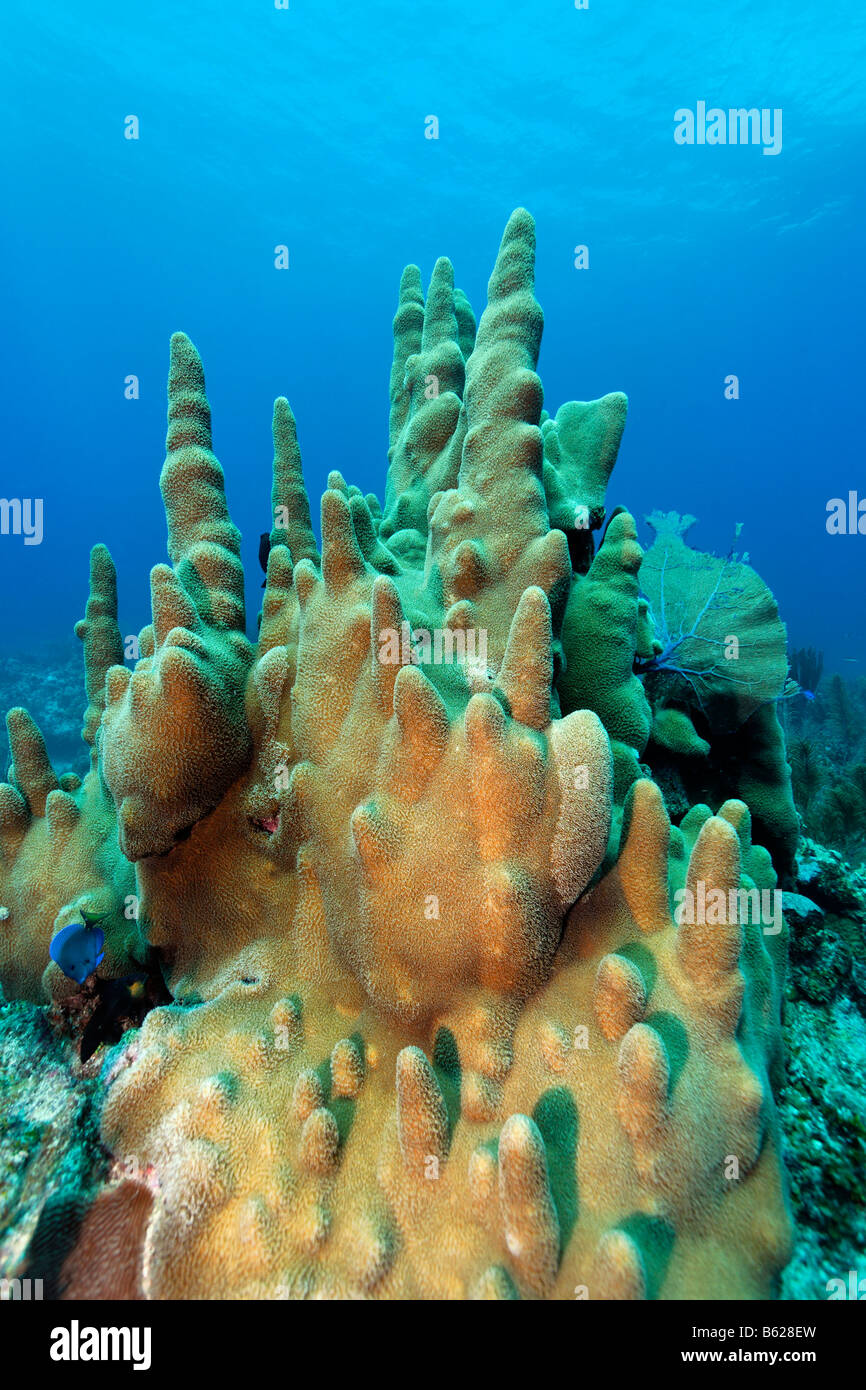 Pilastro coralli (Dendrogyra cylindricus), Coral reef di barriera corallina, San Pedro, Ambergris Cay Isola, Belize, America Centrale, auto Foto Stock