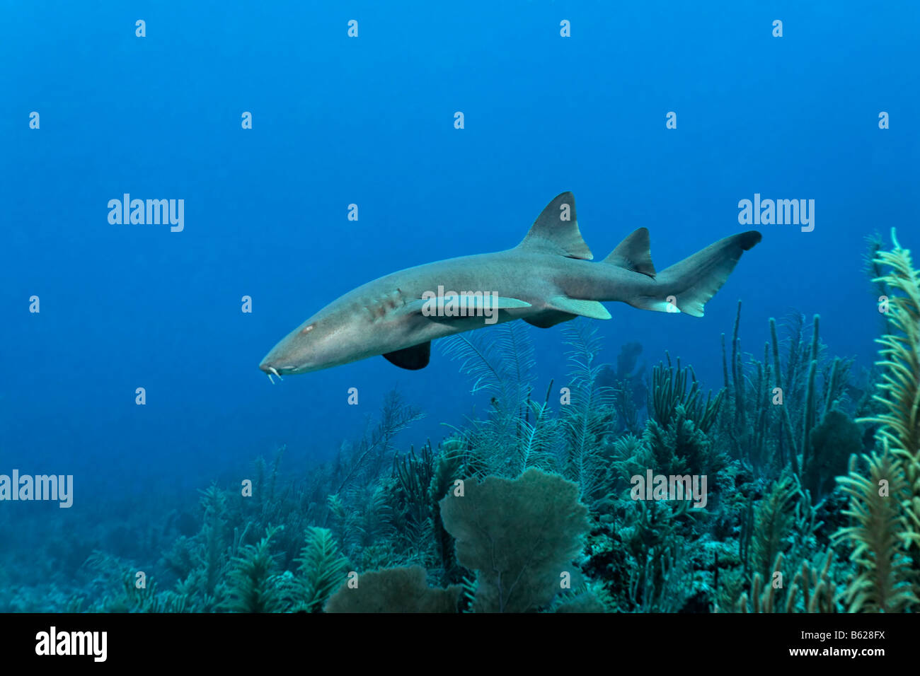 Squalo nutrice (Ginglymostoma cirratum) nuotare tra la barriera corallina in cerca di prede, barriera corallina, San Pedro, Ambergris Cay Foto Stock