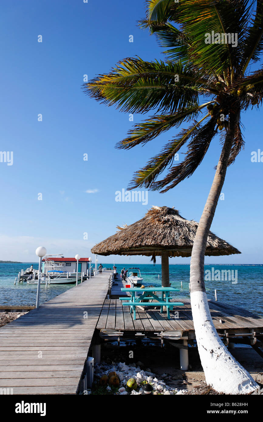 Palm tree con un pontile, Turneffe Flats, Turneffe Atoll, Belize, America Centrale e Caraibi Foto Stock