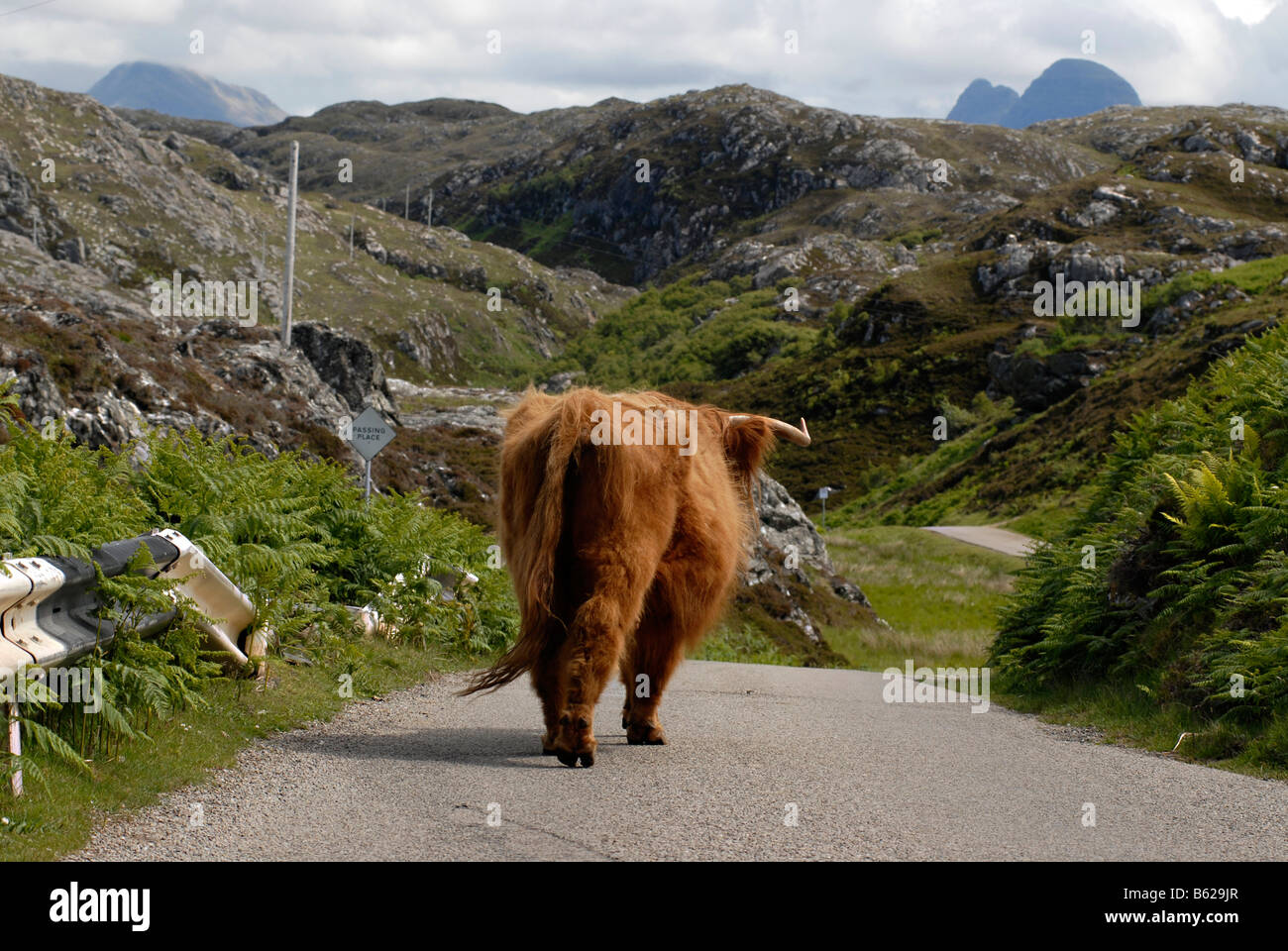 Lone highland mucca su una strada nelle Highlands scozzesi, con guida a sinistra, Scotland, Regno Unito, Europa Foto Stock