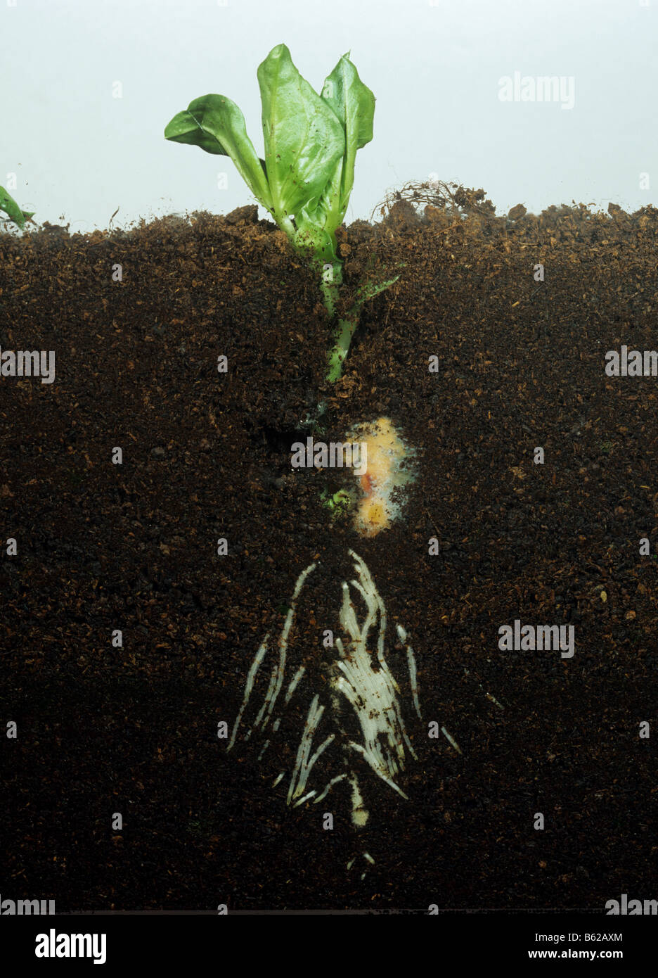 Bean Vicia faba piantina pianta che mostra emergenti root e sparare allo sviluppo in una facciata di vetro serbatoio Foto Stock