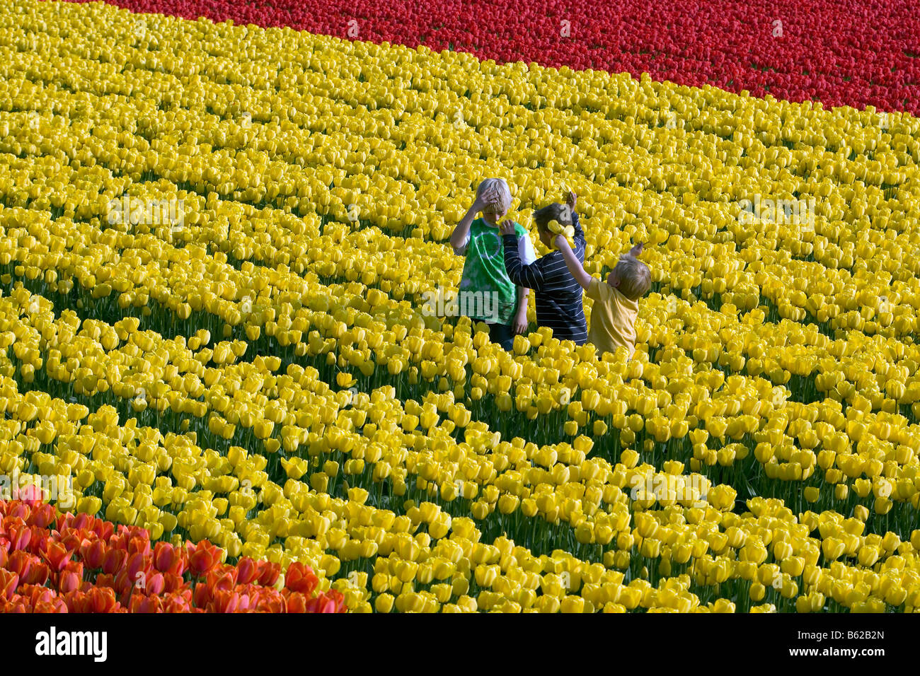 Paesi Bassi Zuid Holland Lisse Boys holding tulip fiore nel campo Foto Stock