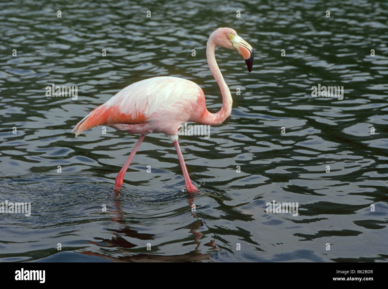 Un Fenicottero rosa Phoenicopterus ruber alla ricerca di cibo nelle acque salmastre delle Isole Galapagos lago, Isole Galapagos, Ecuador. Foto Stock