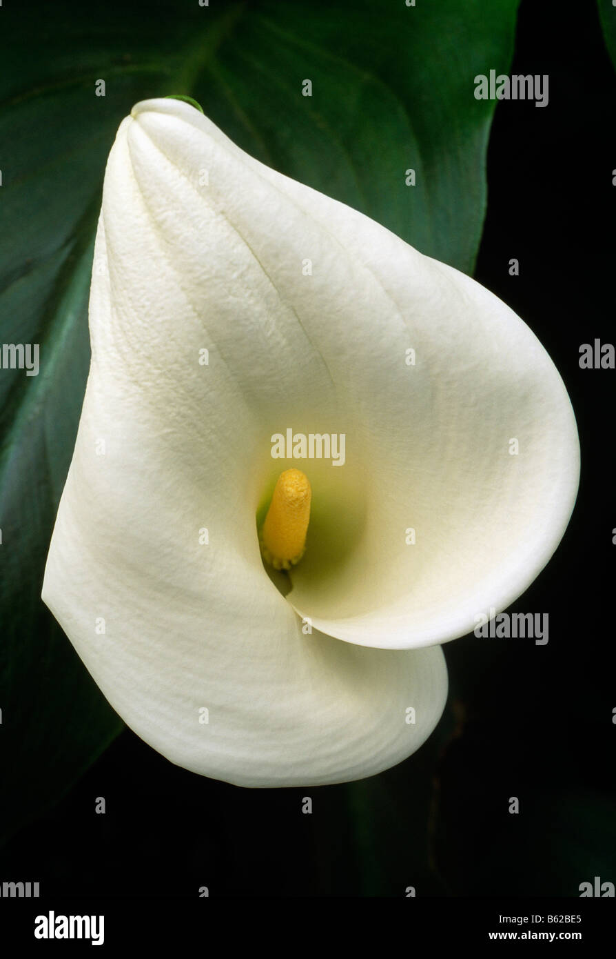 Close up Calla Lilly blossom, Longwood Gardens, ex Du Pont country estate, Kennett Square, Pennsylvania, STATI UNITI D'AMERICA Foto Stock