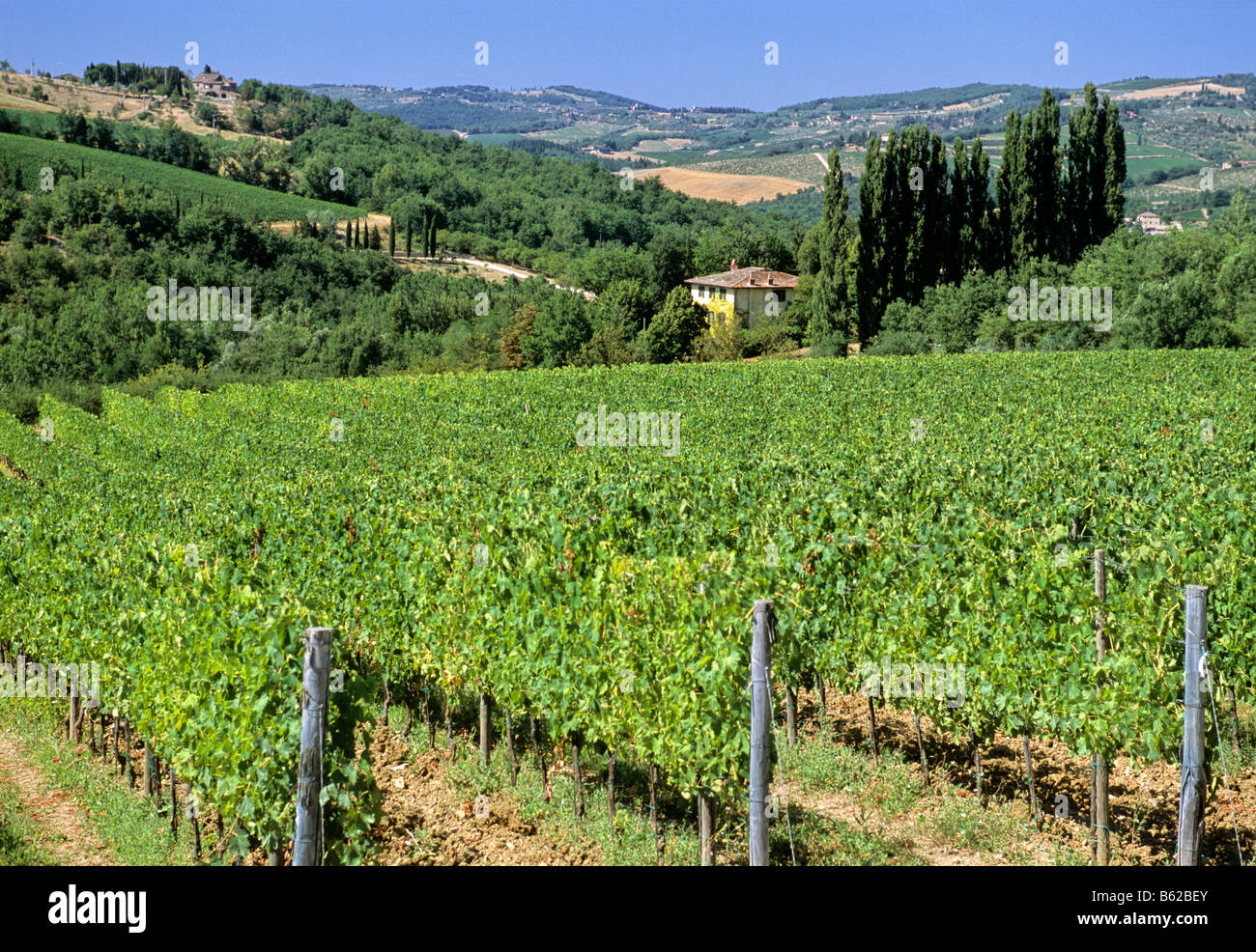 Vigneto vicino a Castellina in Chianti, in provincia di Siena, Toscana, Italia, Europa Foto Stock