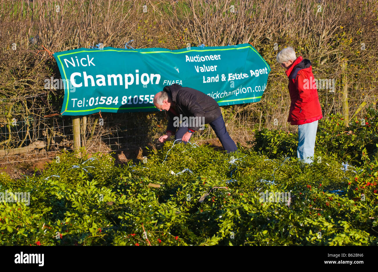 Commercio all'ingrosso annuale asta di taglio agrifoglio e vischio per le decorazioni di Natale a Little Hereford, Shropshire, Inghilterra, Regno Unito Foto Stock