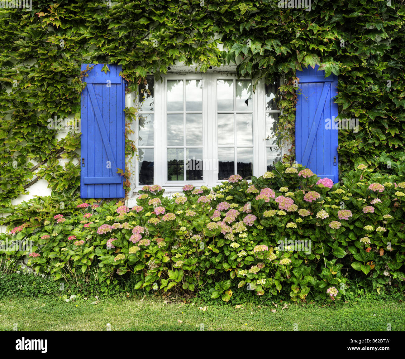 Finestra con tipicamente Breton persiane blu, ortensie e ivy, Bretagna, Francia, Europa Foto Stock