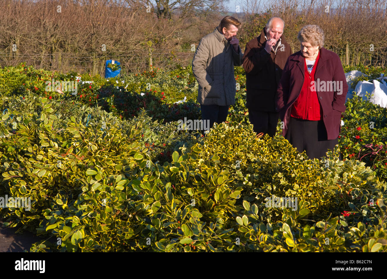 Commercio all'ingrosso annuale asta di taglio agrifoglio e vischio per le decorazioni di Natale a Little Hereford, Shropshire, Inghilterra, Regno Unito Foto Stock