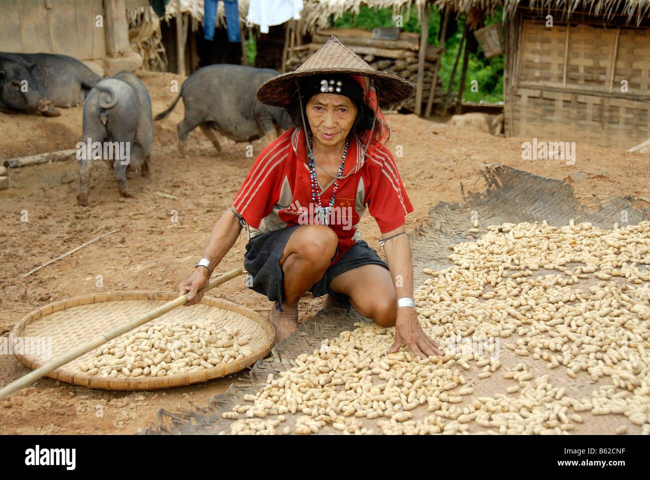 Donna Akha Djepia tribù indossando un cappello di riso, arachidi di essiccazione in Ban Sapa village, Nam Lan Area di Conservazione, Phongsali Pro Foto Stock