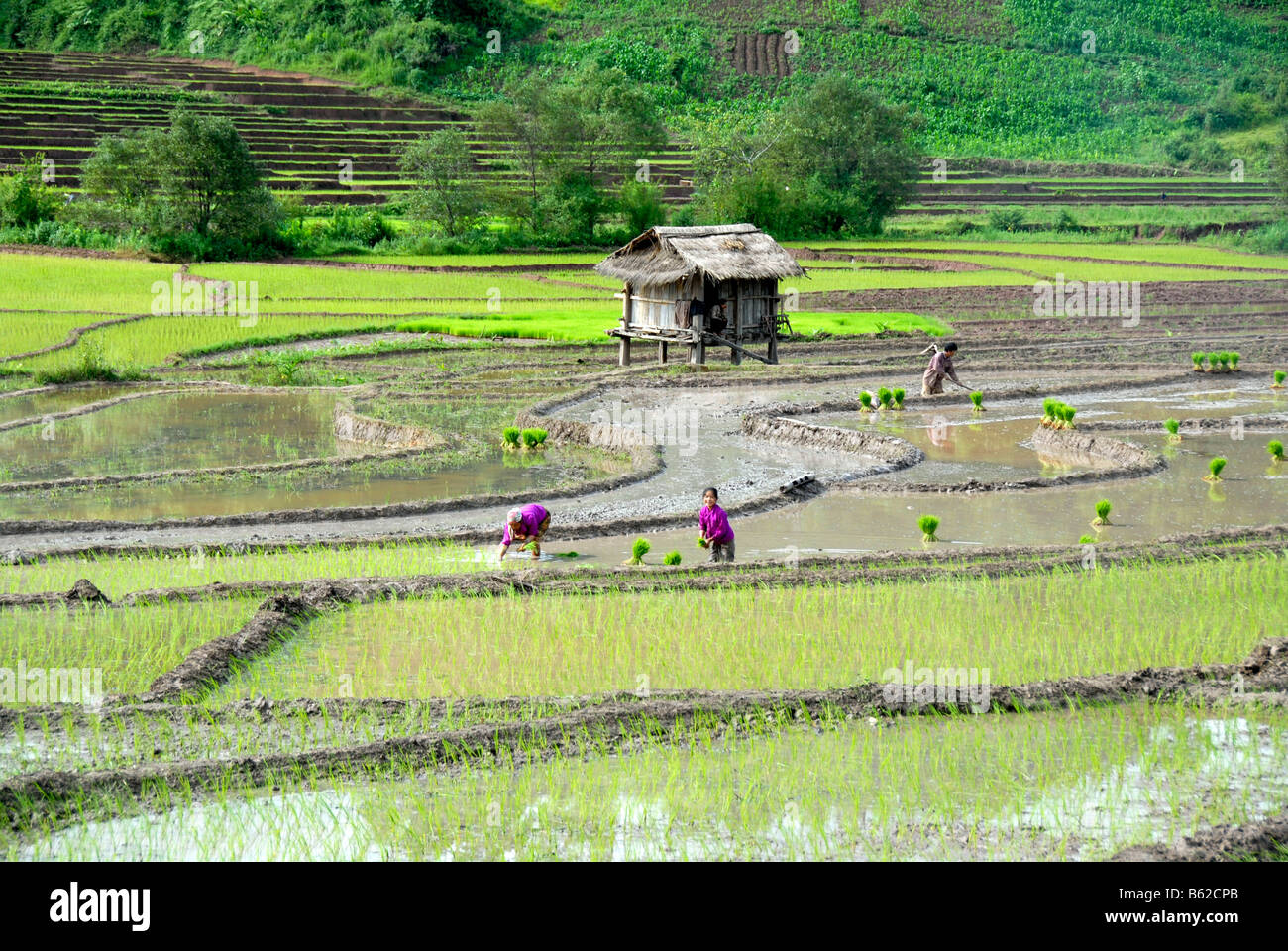 Due donne di Tai Lue tribù di piantare il riso nei pressi del villaggio di Ban Xieng fa nei pressi di boun Neua, Phongsali Provincia, Laos, Sud e Foto Stock