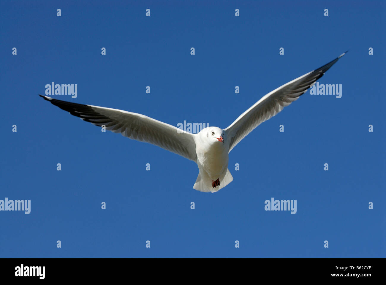 Seagull (Laridae) in volo, Lago Inle, Myanmar, sud-est asiatico Foto Stock