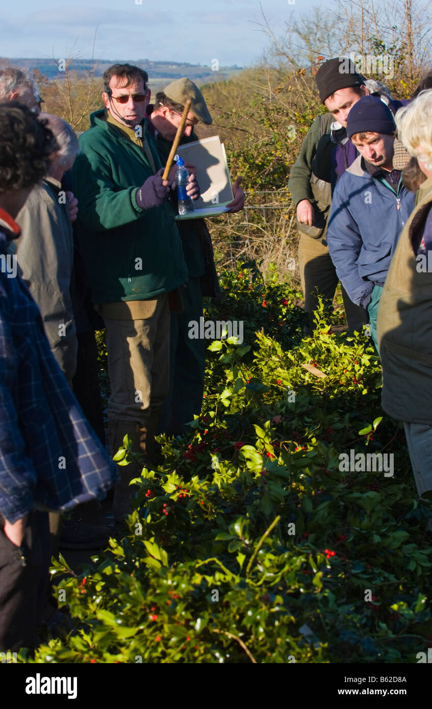 Commercio all'ingrosso annuale asta di taglio agrifoglio e vischio per le decorazioni di Natale a Little Hereford, Shropshire, Inghilterra, Regno Unito Foto Stock