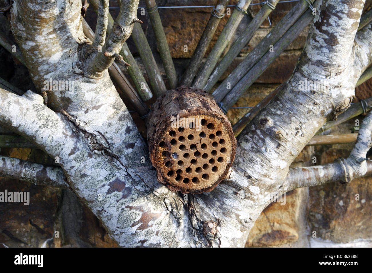 Alloggiamento per le api solitarie sul sud affacciata alla parete Foto Stock