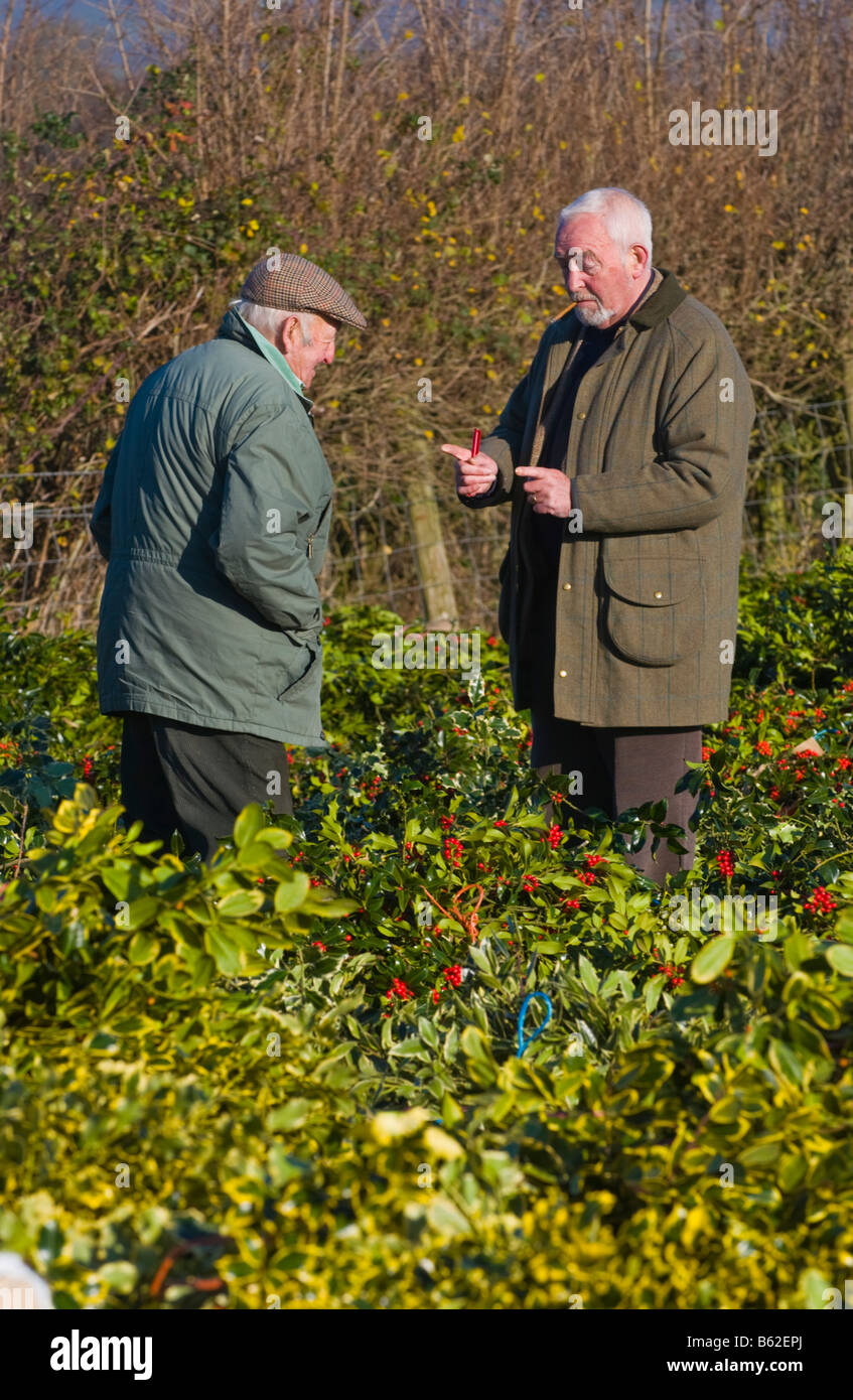 Commercio all'ingrosso annuale asta di taglio agrifoglio e vischio per le decorazioni di Natale a Little Hereford, Shropshire, Inghilterra, Regno Unito Foto Stock