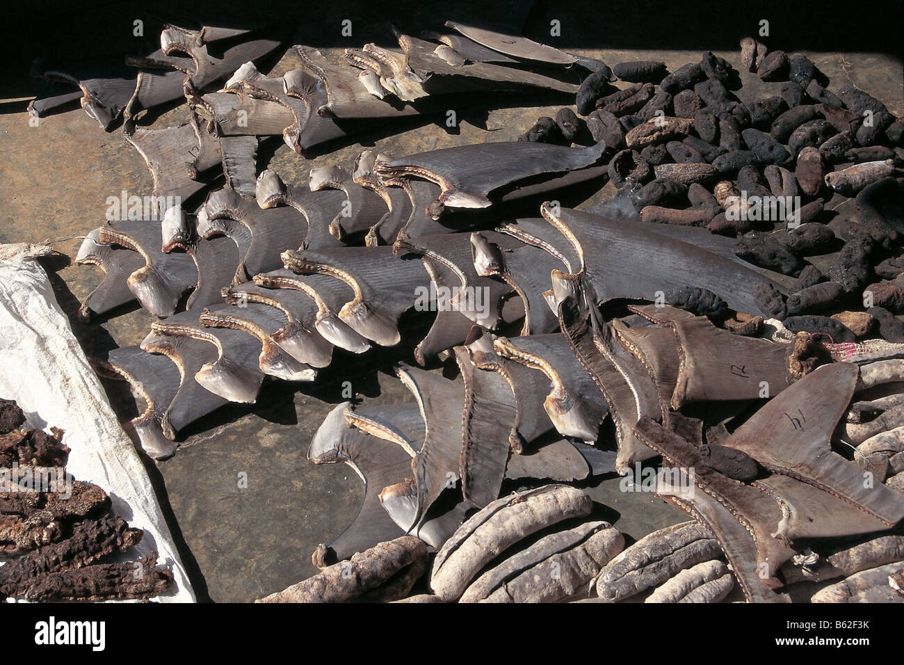 Le pinne di squalo e cetrioli di mare di essiccazione al sole Foto Stock