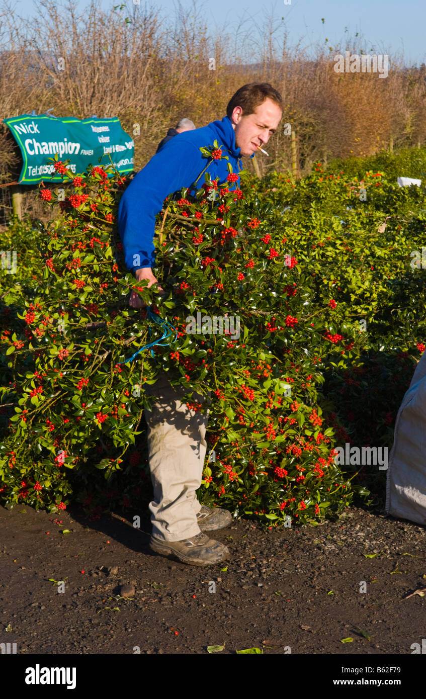 Commercio all'ingrosso annuale asta di taglio agrifoglio e vischio per le decorazioni di Natale a Little Hereford, Shropshire, Inghilterra, Regno Unito Foto Stock
