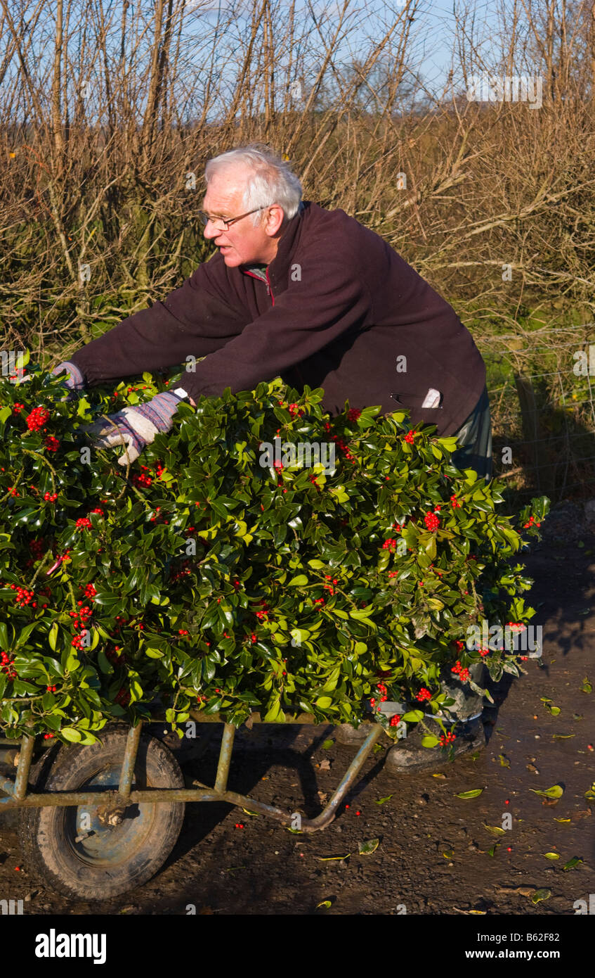 Commercio all'ingrosso annuale asta di taglio agrifoglio e vischio per le decorazioni di Natale a Little Hereford, Shropshire, Inghilterra, Regno Unito Foto Stock