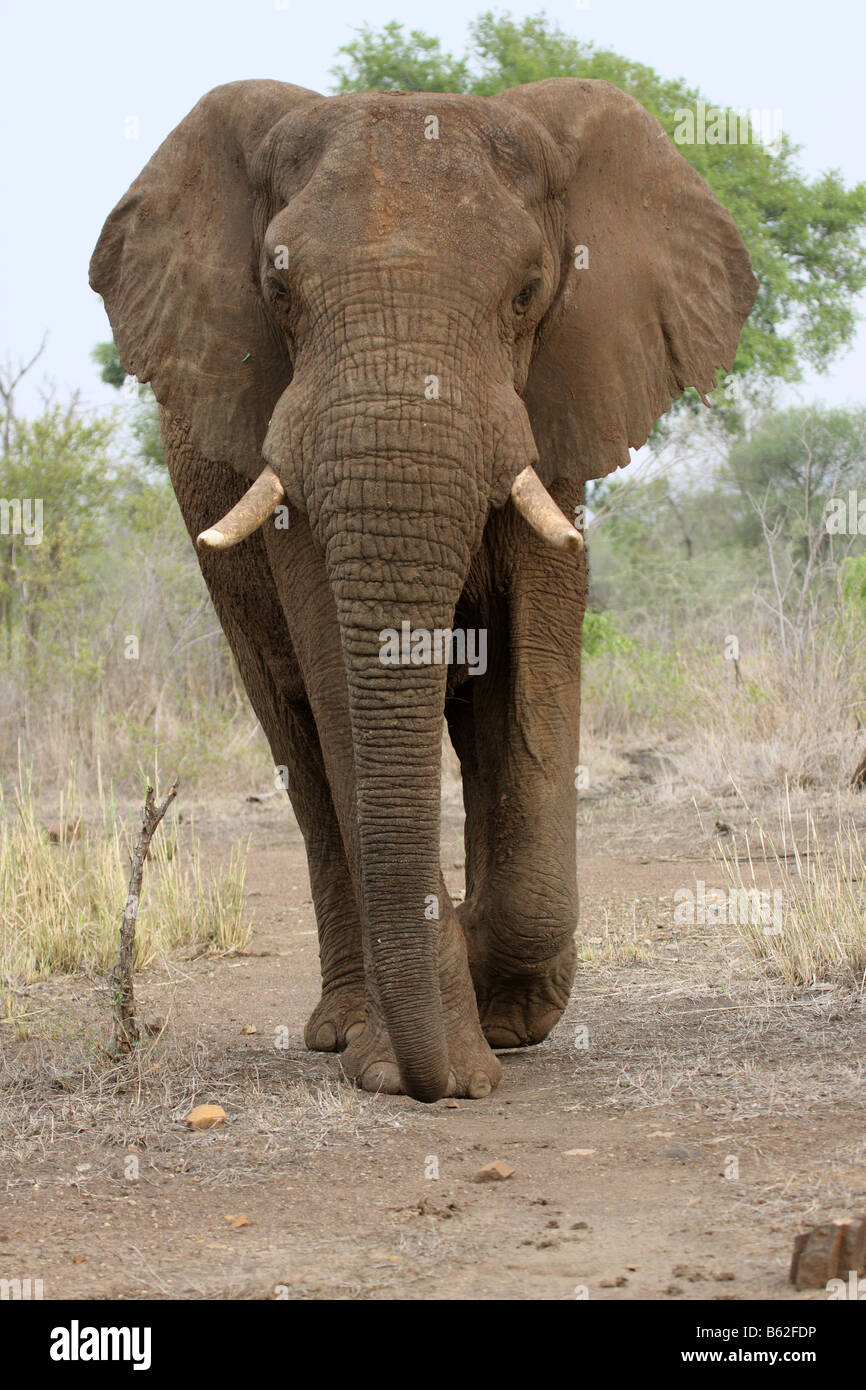 Elefante africano a camminare verso il fotografo Foto Stock