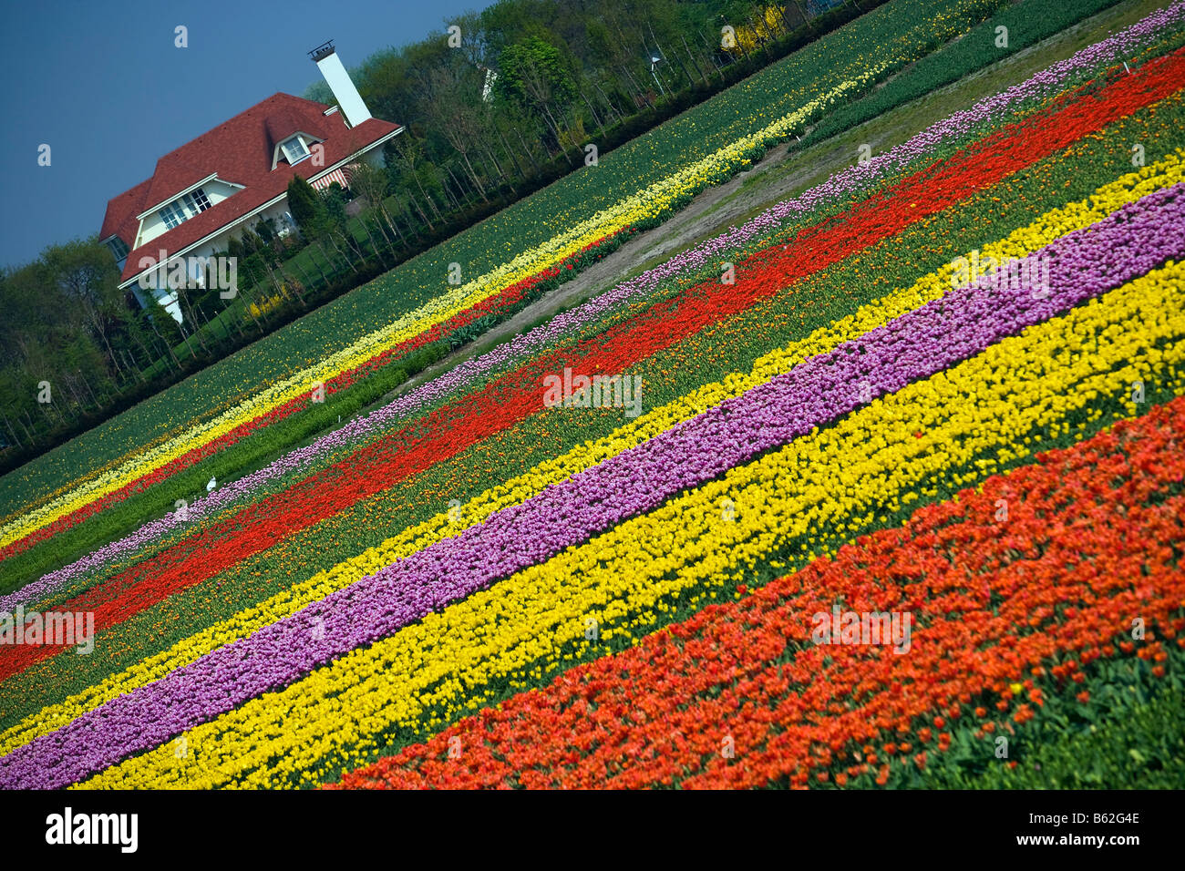 Paesi Bassi Zuid Holland Lisse campo di tulipani e casa in background Foto Stock