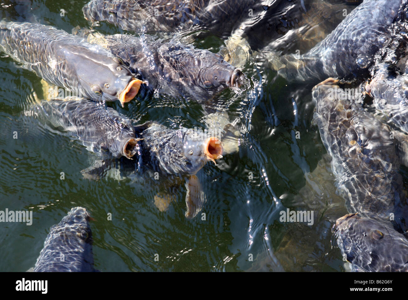 Carpa in superficie in cerca di cibo per i pesci Foto Stock